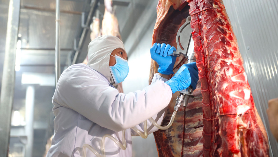 The beef slaughtering process ensures animal welfare, following the Australian standard of “no contact with the ground,” at Pacow International Co., Ltd. (Photo: VNA)