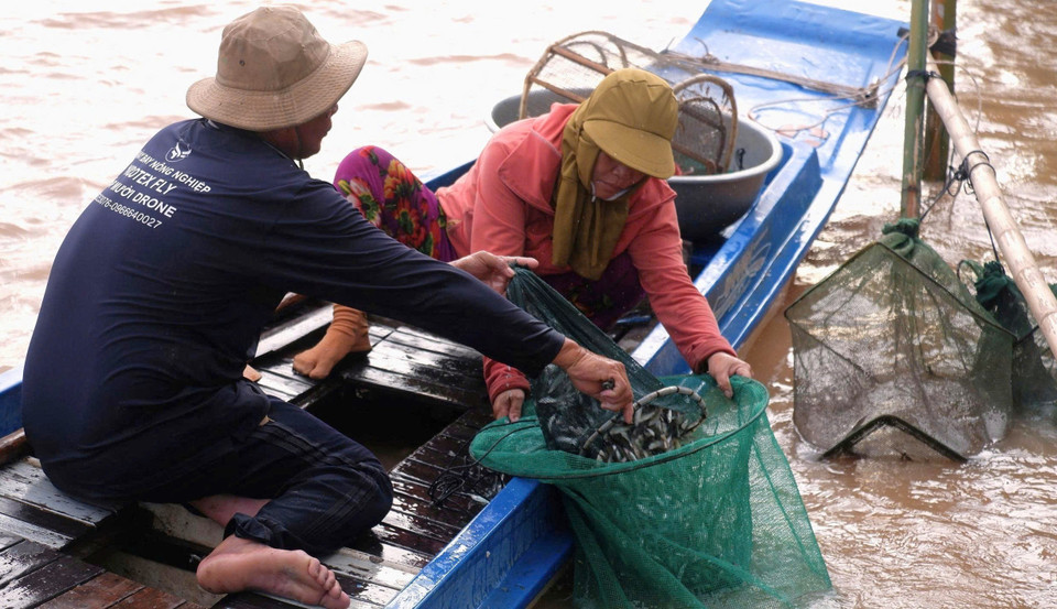 The flood season brings an abundance of shrimp and fish, especially lady carp fish, providing locals with extra income to support their livelihoods. (Photo: VNA)