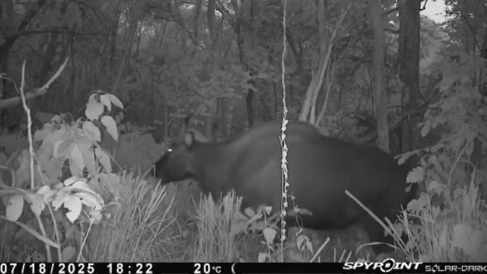 A rare gaur captured by camera traps in Ea So Nature Reserve. (Photo: CCD/VNA)