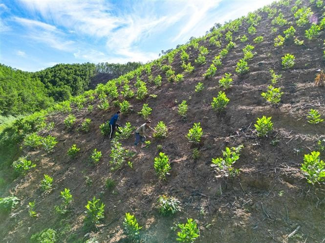 Local residents take care of young acacia trees. (Photo: VNA)