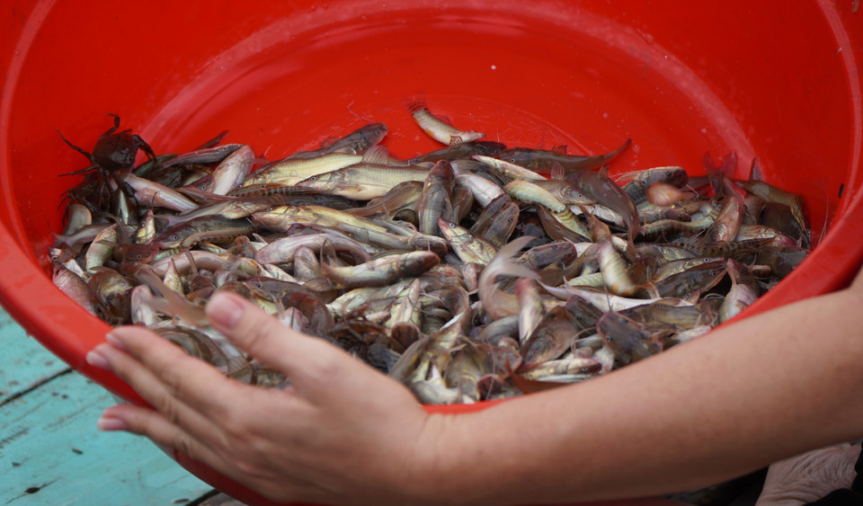 A variety of wild fish caught by tourists in the fields. (Photo: VNA)