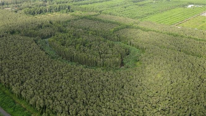 Melaleuca forest in U Minh Ha National Park, Nguyen Phich commune, Ca Mau province – home to a rich and diverse ecosystem. (Photo: VNA)