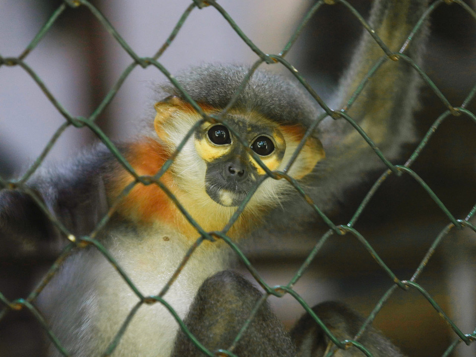 A grey-shanked douc langur (Pygathrix cinerea) at the EPRC. (Photo: Van Chi/VNA)