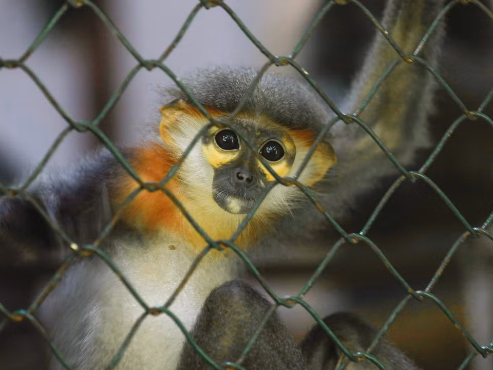 A grey-shanked douc langur (Pygathrix cinerea) at the EPRC. (Photo: Van Chi/VNA)