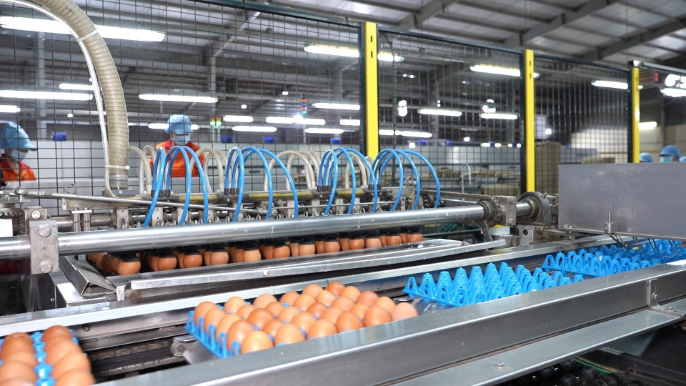 Automated egg sorting line with UV sterilization at QL Vietnam Agroresources Co., Ltd., helping enhance product quality. (Photo: VNA)