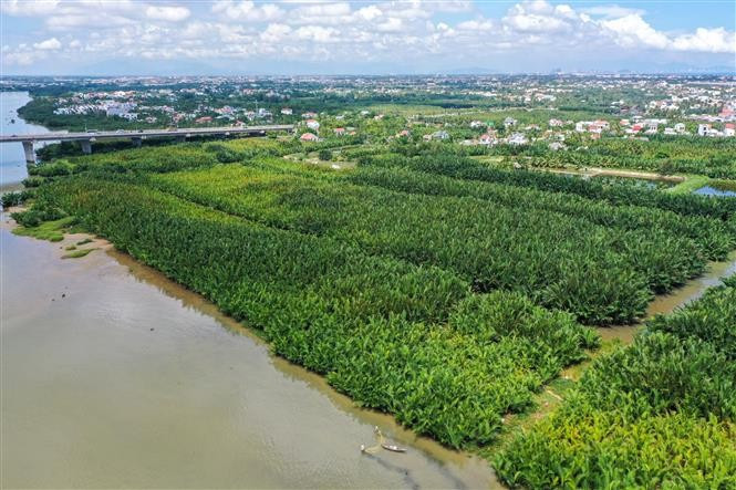 Nestled by a tranquil river, Cam Thanh charms visitors with the rustic beauty of its Bay Mau nipa palm forest, which spans nearly 100 hectares. (Photo: VNA)