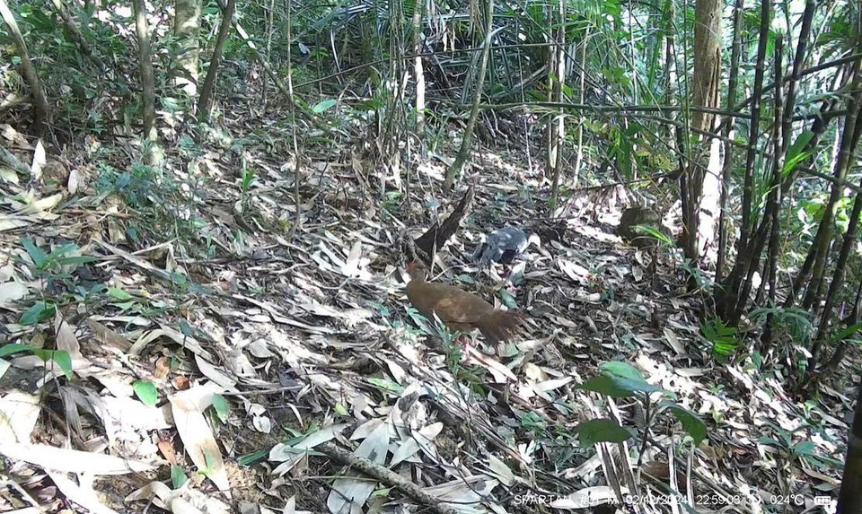 A silver pheasant. (Photo: CCD/VNA)