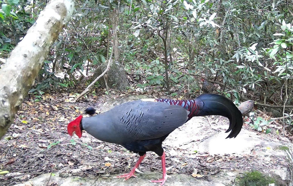 Siamese fireback (Lopura diardi), listed in Vietnam's Red Data Book, is recorded at the Ea So Nature Reserve. (Photo: CCD/VNA)