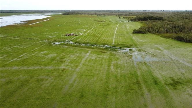 Through a series of coordinated measures, Tram Chim National Park has restored nearly 100 hectares of Eleocharis grassland – the favourite food source of the red-crowned crane. (Photo: VNA)