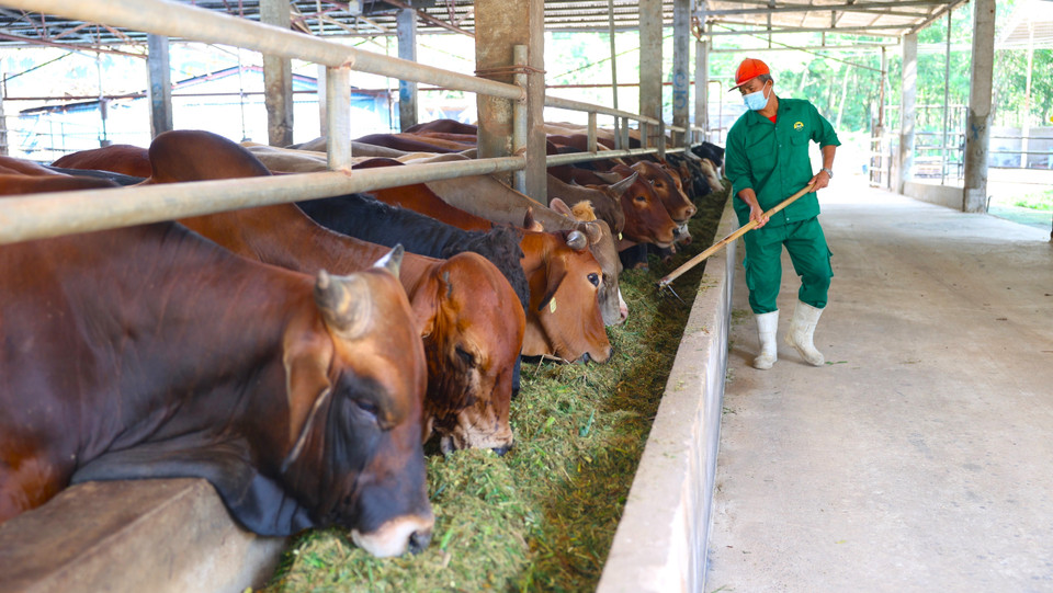 Cattle are fed a special diet combining fermented corn silage, molasses, and feed, and given rest before Halal-compliant slaughtering. (Photo: VNA)
