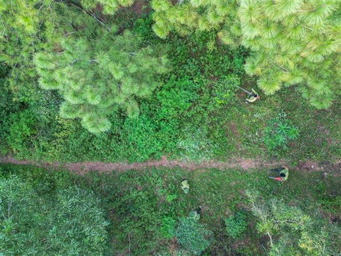 Forest rangers of Thanh Hoa city clear underbrush to create firebreaks. (Photo: VNA)
