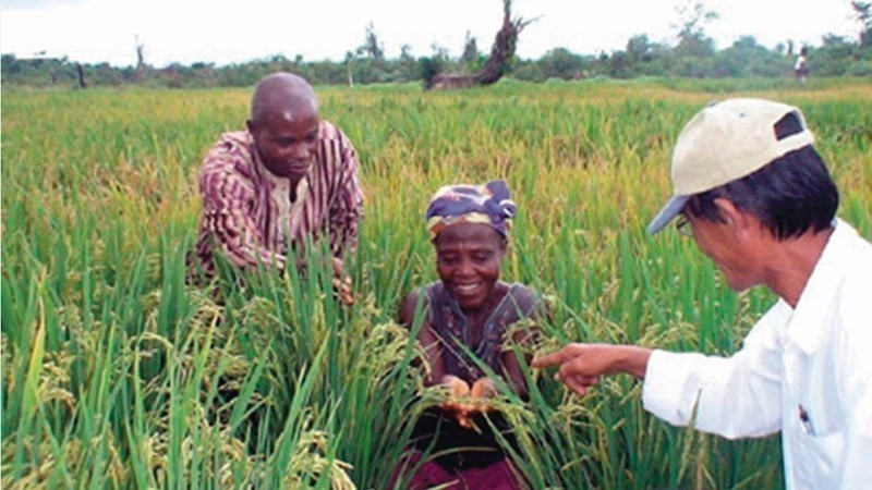 Joy of African communities benefiting from a rice cultivation project supported by Vietnamese experts. This trilateral cooperation model among Vietnam, the Food and Agriculture Organization (FAO), and Senegal has been widely expanded and implemented. (Photo: VNA)