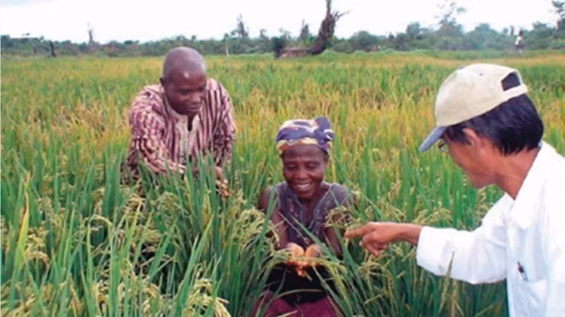 Joy of African communities benefiting from a rice cultivation project supported by Vietnamese experts. This trilateral cooperation model among Vietnam, the Food and Agriculture Organization (FAO), and Senegal has been widely expanded and implemented. (Photo: VNA)