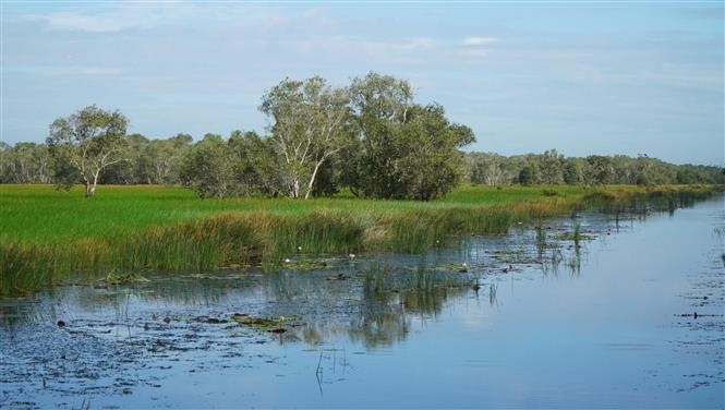 Tram Chim National Park has managed its hydrology effectively, creating favourable conditions for the growth of diverse plant and animal species. (Photo: VNA)