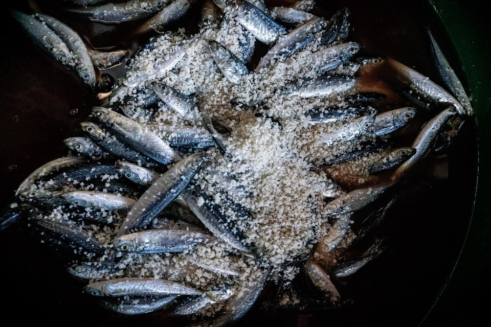 Fish are salted before steaming. (Photo: VNA)