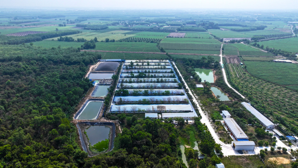 Waste treatment processes at high-tech livestock farms in Tay Ninh are designed systematically and scientifically. (Photo: VNA)