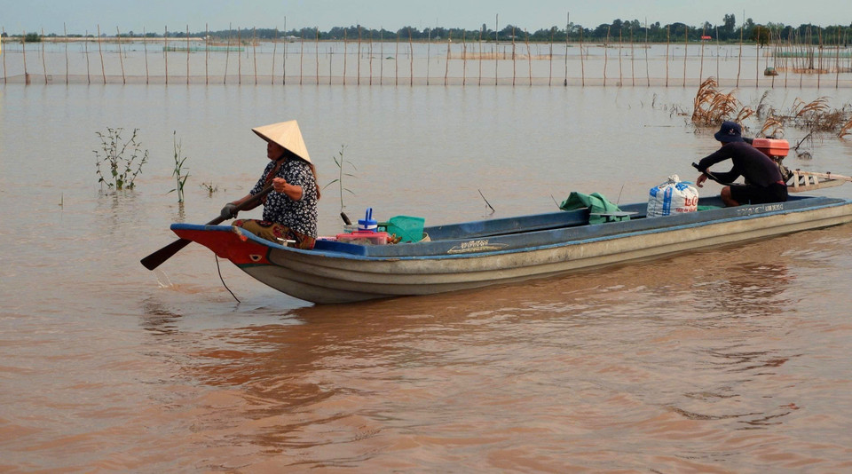 Border residents in An Giang province catching young lady carp fish on flooded fields. (Photo: VNA)
