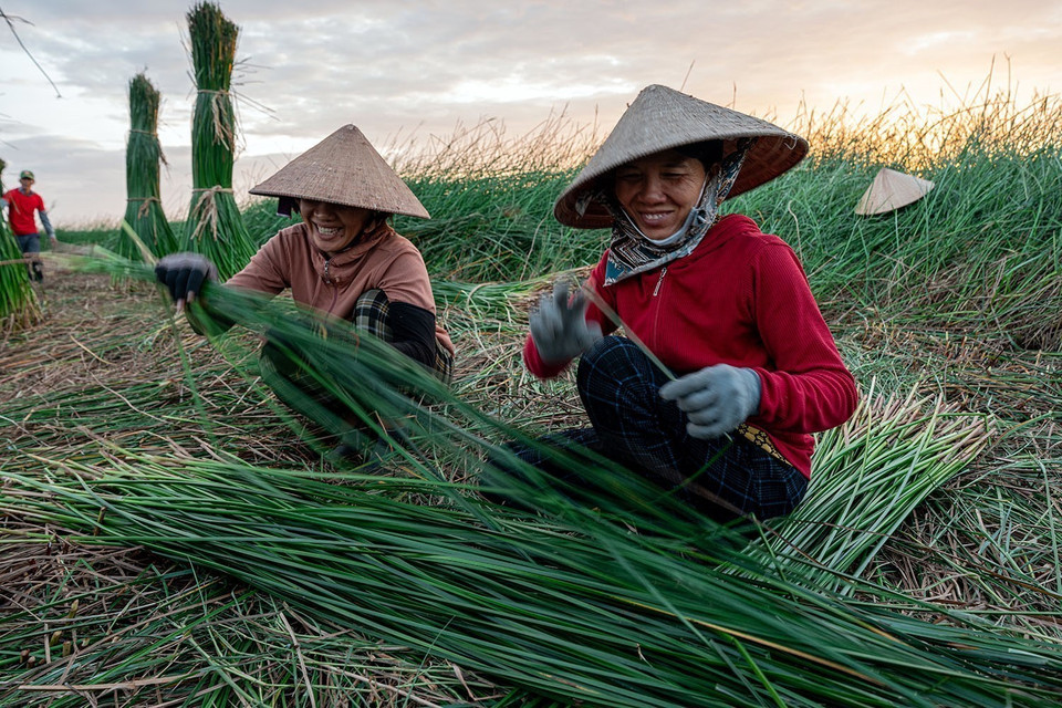 In the mat weaving production, the most strenuous stage is harvesting sedge in the fields, usually taking place from 2 to 3 a.m. (Photo: VNA)