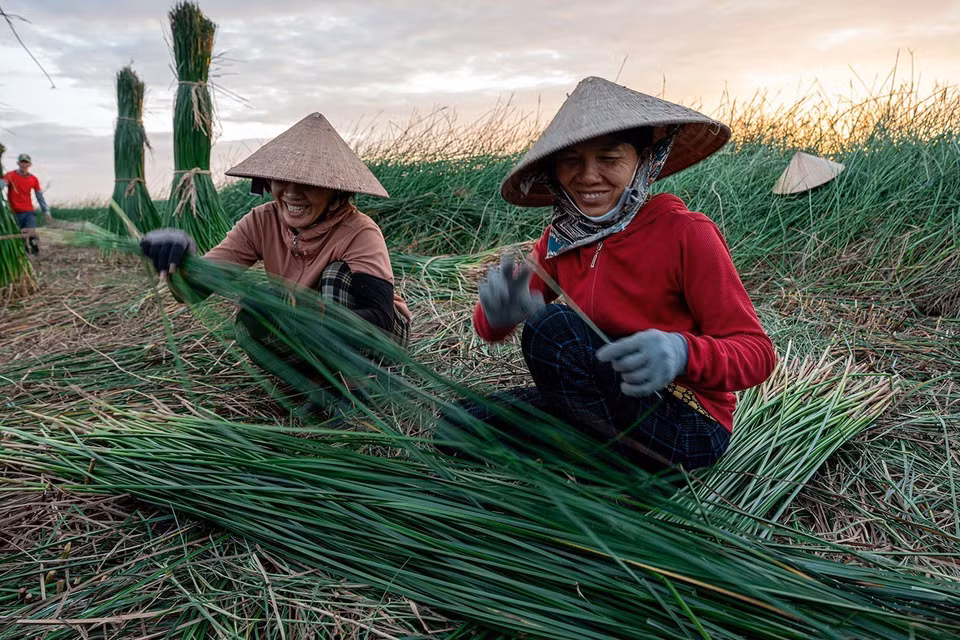 In the mat weaving production, the most strenuous stage is harvesting sedge in the fields, usually taking place from 2 to 3 a.m. (Photo: VNA)