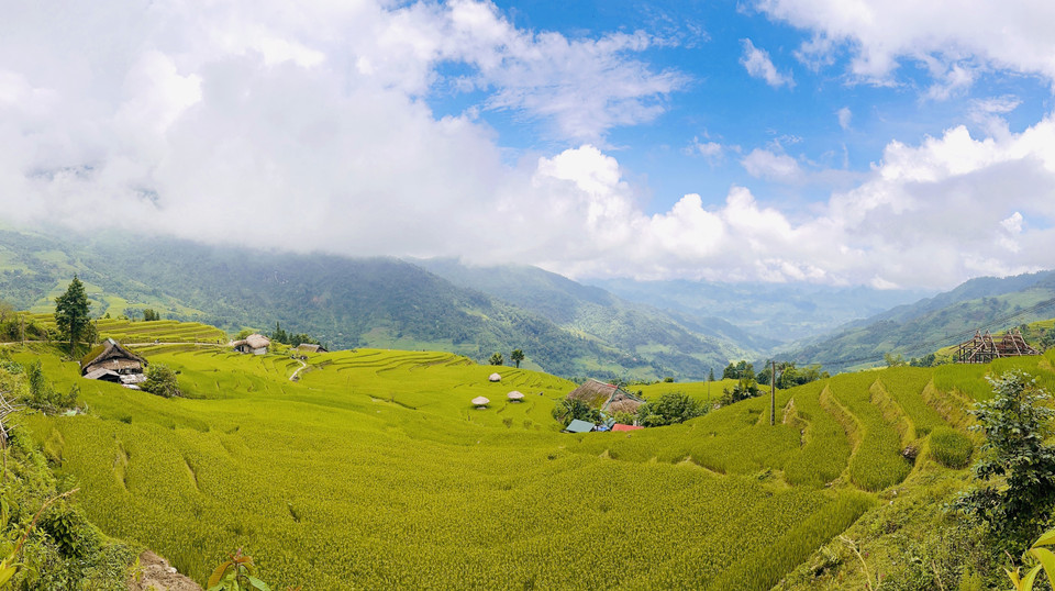 Golden terraces stretch across the hillsides like a giant carpet draped over the forested mountains. (Photo: VNA)