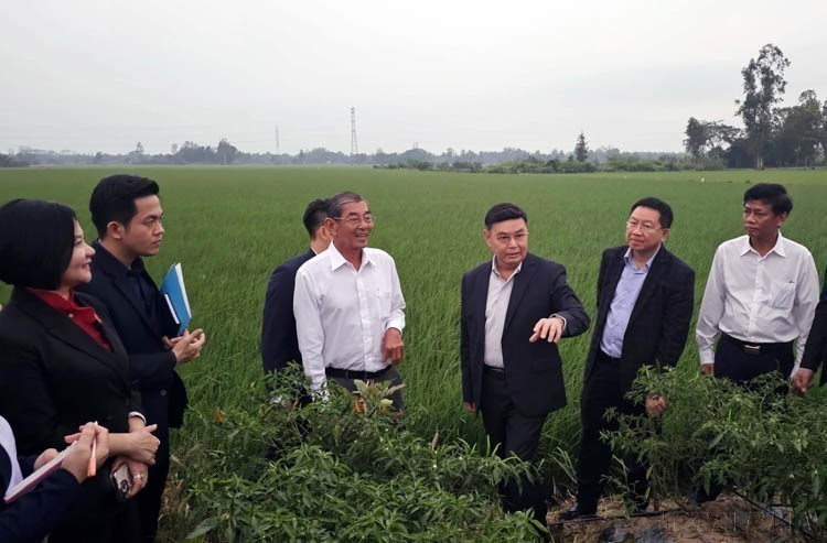 Lao National Assembly President Xaysomphone Phomvihane visits an ST25 rice field in Dai Tam Commune, My Xuyen District, Soc Trang Province, on December 18, 2024. (Photo: VNA)
