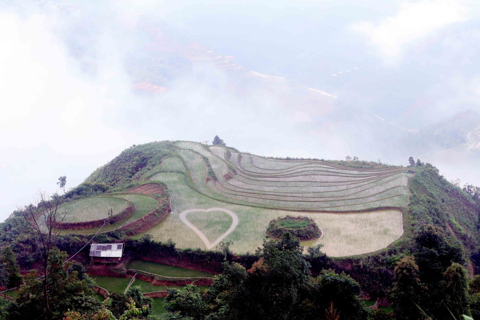 As the fields are located on the mountain slopes, farmers have to work harder to get golden rice grains. (Photo: VNA)