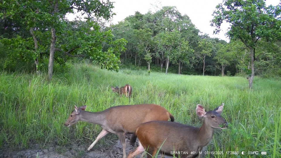 A herd of deer recorded in Ea So Nature Reserve. (Photo: CCD/VNA)