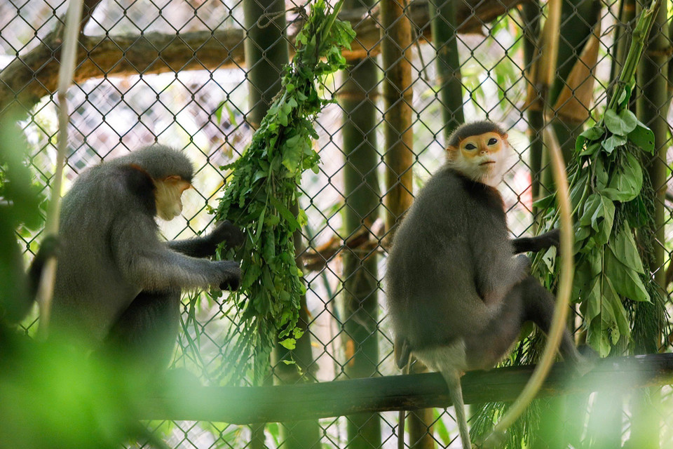 Most of the primates at EPRC are victims of illegal wildlife trafficking, transferred by authorities or people. (Photo: Van Chi/ VNA)