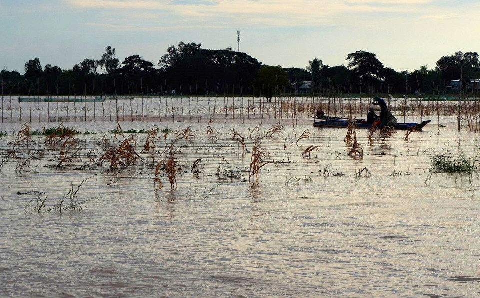 Border residents in An Giang province head out at dawn to catch young lady carp fish (Photo: VNA)