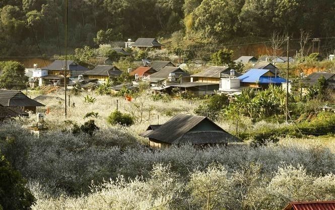 White plum blossoms blooming among the stilt houses of the Thai ethnic group in Phieng Ban, creating a poetic beauty every time Lunar New Year (Tet) comes. (Photo: VNA)