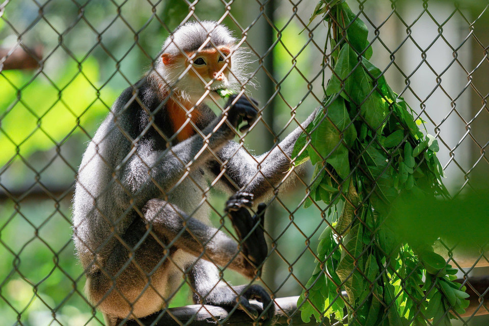 Langurs in the EPRC are provided with about 400kg of fresh leaves per day for 3 meals, mainly leaves with a bitter, astringent taste. (Photo: Van Chi/VNA)