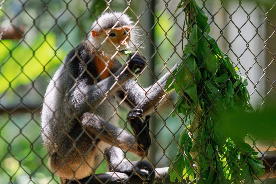 Langurs in the EPRC are provided with about 400kg of fresh leaves per day for 3 meals, mainly leaves with a bitter, astringent taste. (Photo: Van Chi/VNA)