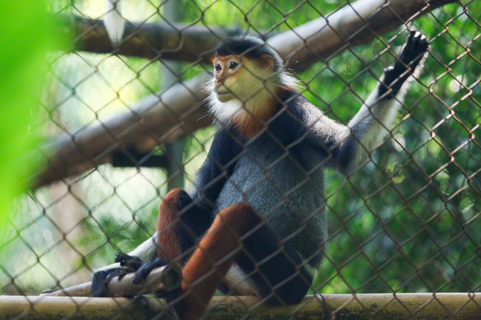 The red-shanked douc langur is known as the “Queen of Primates” thanks to its colorful fur; both male and female adults have long white beards around their faces, and are characterized by reddish-brown legs. (Photo: Van Chi/VNA)