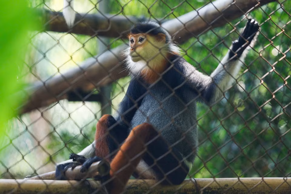 The red-shanked douc langur is known as the “Queen of Primates” thanks to its colorful fur; both male and female adults have long white beards around their faces, and are characterized by reddish-brown legs. (Photo: Van Chi/VNA)