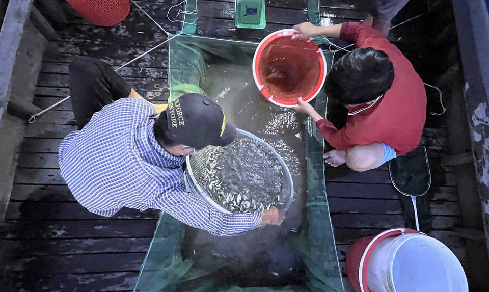Traders wait right in the fields to buy freshly caught lady carp fish. (Photo: VNA)