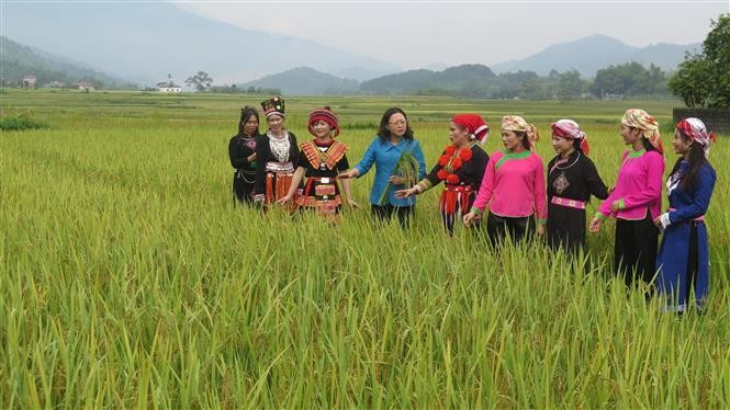 Delegates visit the rice fields that supply raw materials for the Hop Thanh Green Sticky Rice Festival. (Photo: VNA)
