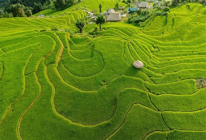 Some paddies are just beginning to ripen, their green shades contrasting with the golden fields. (Photo: VNA)