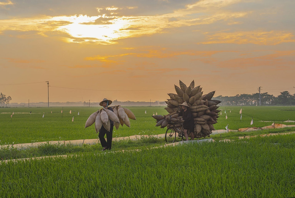 Fish traps slung over the shoulders of farmers crossing golden rice fields create a peaceful, poetic portrait of Thu Sy’s rural life. (Photo: VNA)