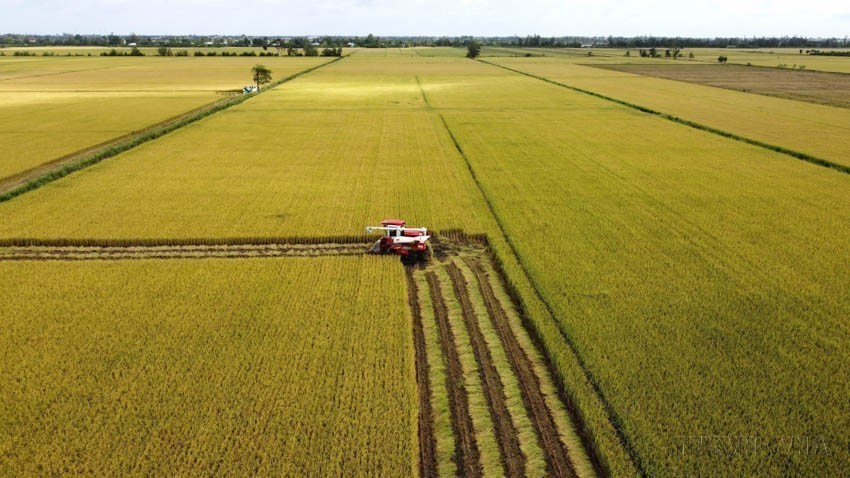 Vietnamese agriculture is advancing towards modernity and sustainability with science-based practices to boost productivity and quality. In photo: Harvesting high-quality, low-emission rice under a pilot project in Dong Thap. (Photo: VNA)