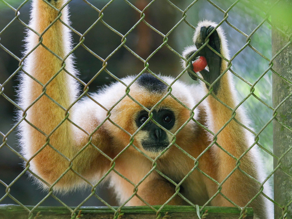 The female red-cheeked gibbon stands out with its orange-beige fur, with a few black streaks on its head. (Photo: Van Chi/VNA)