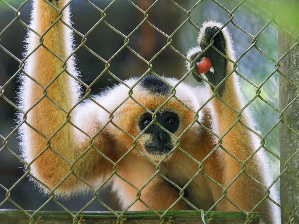 The female red-cheeked gibbon stands out with its orange-beige fur, with a few black streaks on its head. (Photo: Van Chi/VNA)