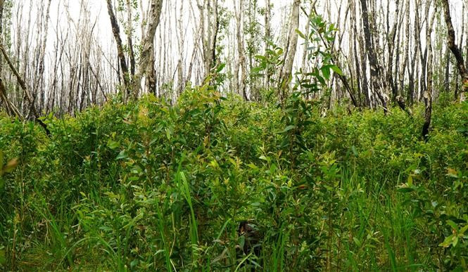 Young melaleuca trees are thriving after a fire in Tram Chim National Park in June 2024. (Photo: VNA)