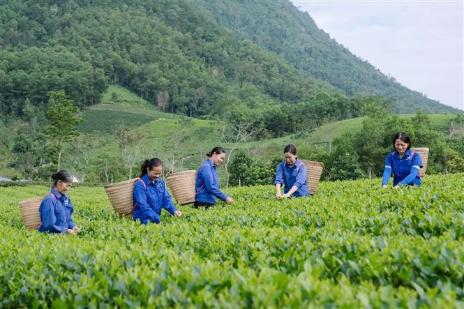 La Bang Tea Cooperative currently manages 37 hectares of tea plantations, including 20 hectares meeting VietGAP standards and 17 hectares of organic cultivation. (Photo: VNA)