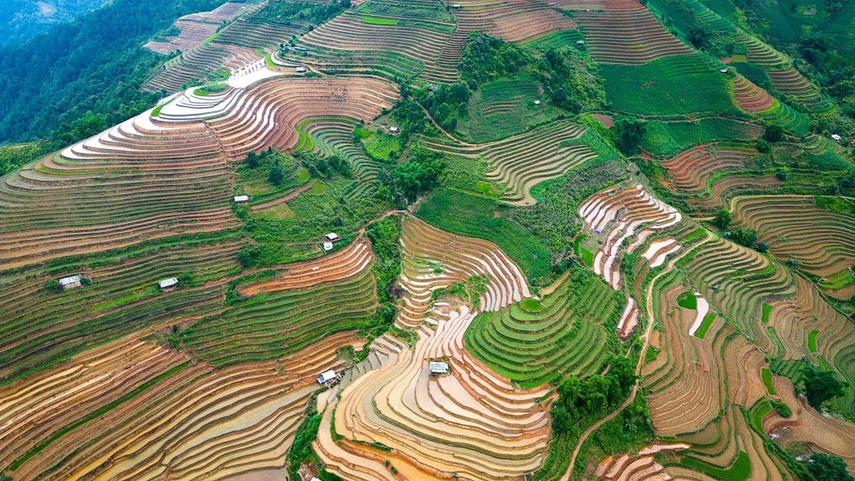 The terraced fields promise a golden and prosperous harvest season. (Photo: VNA)