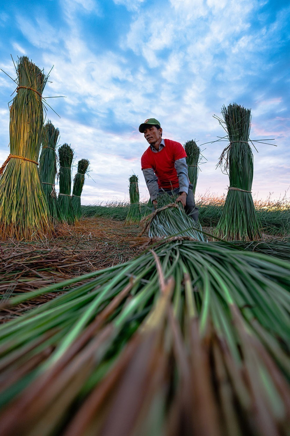 For mat weaving, raw materials are crucial so locals must select carefully by choosing medium-sized, straight sedge stalks. (Photo: VNA)