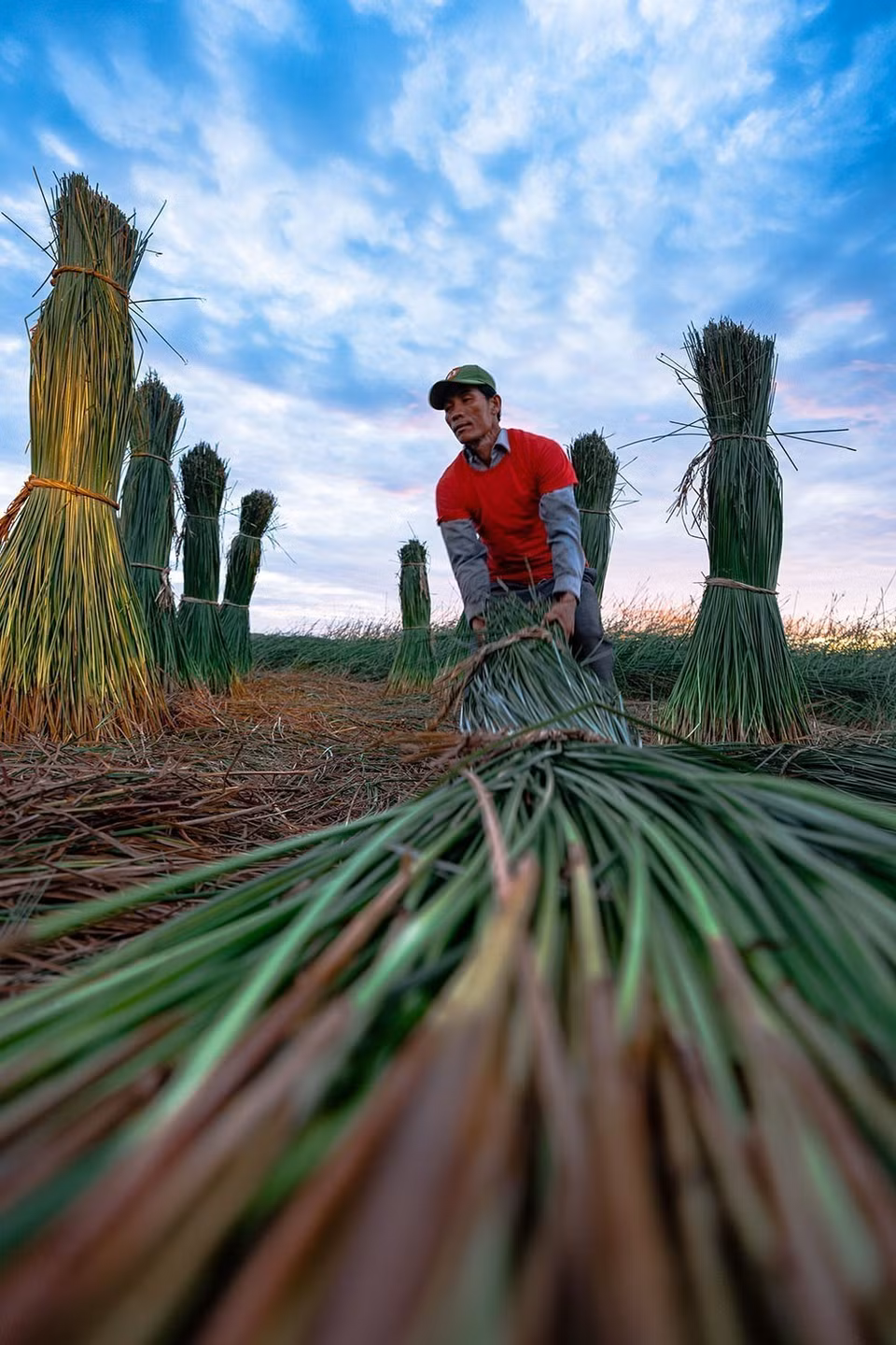 For mat weaving, raw materials are crucial so locals must select carefully by choosing medium-sized, straight sedge stalks. (Photo: VNA)