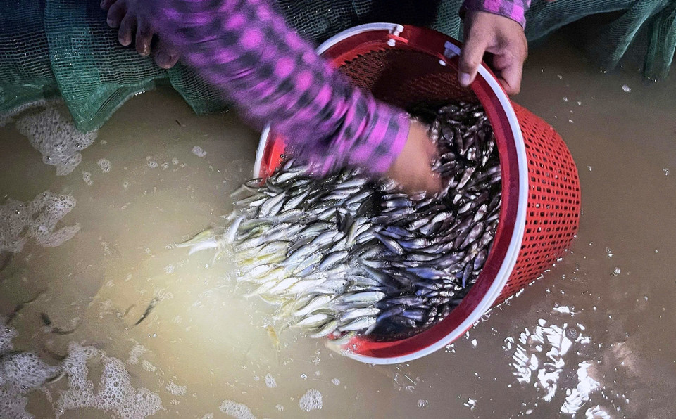 Young lady carp fish are kept in mesh bags or plastic containers with aeration pumps to ensure freshness. (Photo: VNA)