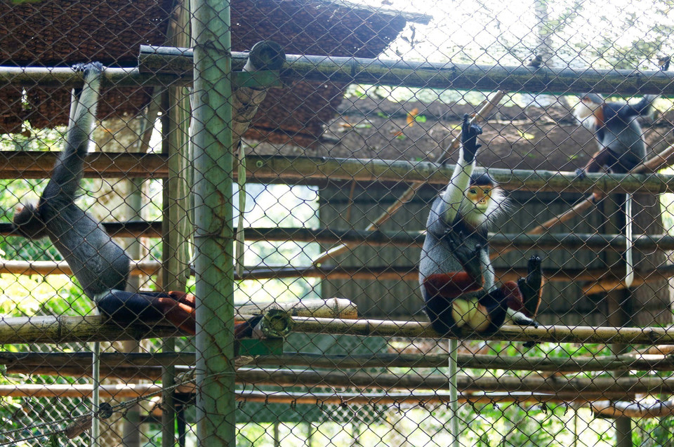 There are about 2,500 red-shanked douc langur (Pygathrix nemaeus), classified as Critically Endangered in the Vietnam Red Book and the World Red Book, in the wild. (Photo: Van Chi/VNA)