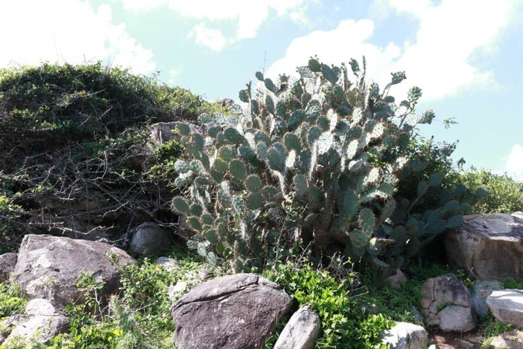 With its high biodiversity value, Nui Chua National Park (Ninh Thuan province) is attracting tourists as well as scientists, and especially nature lovers who want to explore the mysteries of the most typical dry ecosystem in Vietnam. In the photo: Cactus is a typical drought-resistant plant in Nui Chua National Park. (Photo: VNA)