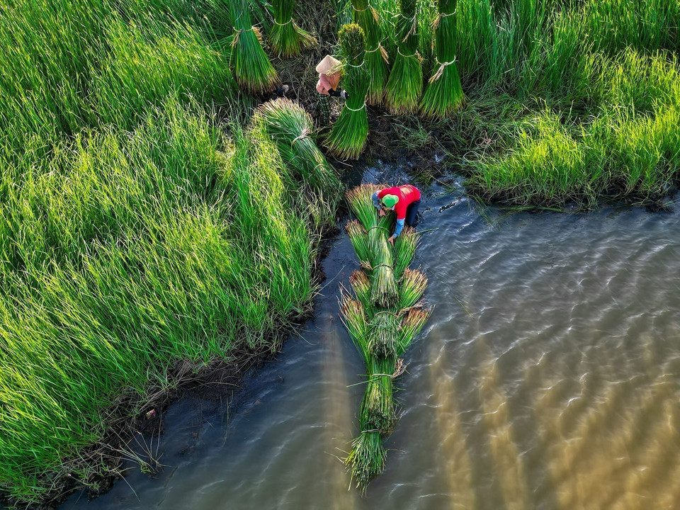 Villagers stacking sedge into bundles for easier transportation. (Photo: VNA)